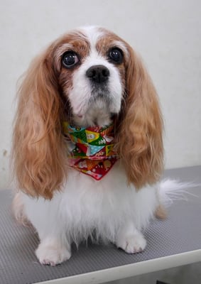 福留ジルちゃん