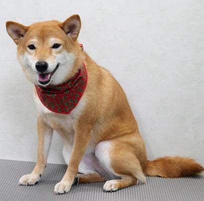 有馬コナツちゃん