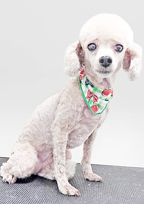 新留モコちゃん