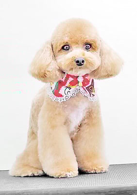 田淵マロンちゃん