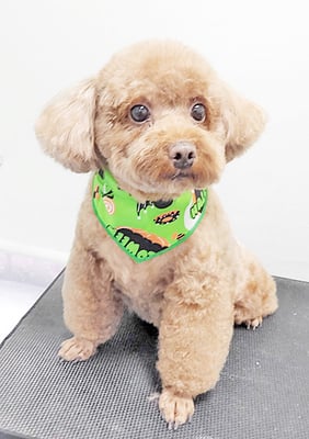 新屋敷コウちゃん