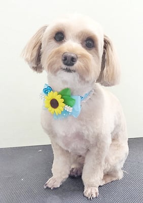 前原クッキーちゃん