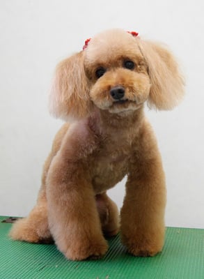 上小鶴チェリーちゃん