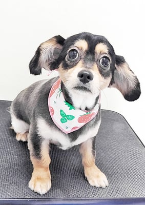 衛藤くうちゃん