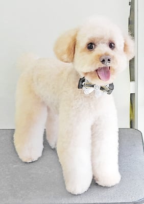 藤久保くうたちゃん