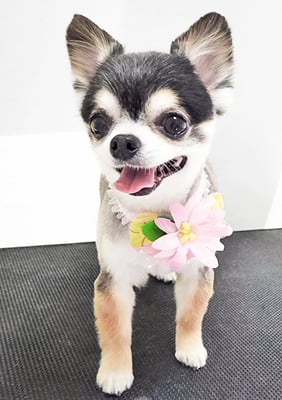 鮫島ララちゃん