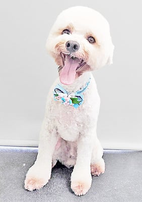 石元ポチャちゃん