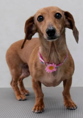 別府モモちゃん