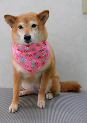 有馬コナツちゃん