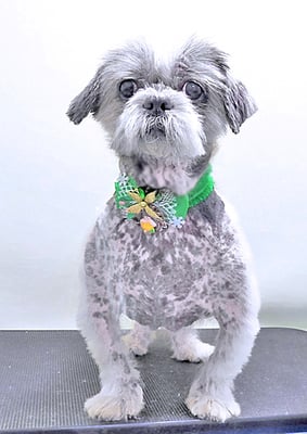 有馬陸斗ちゃん