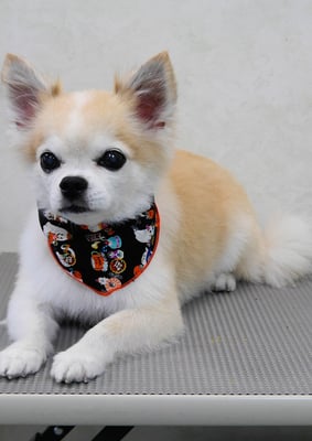 小牟禮ラッキーちゃん