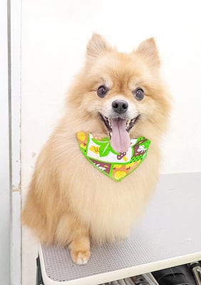 大井ポンタちゃん