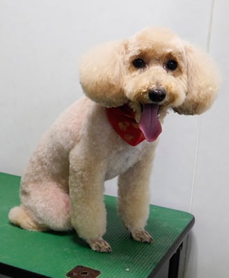 岩元アップちゃん