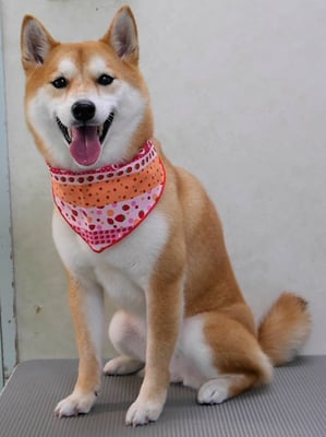 小村ゆずちゃん