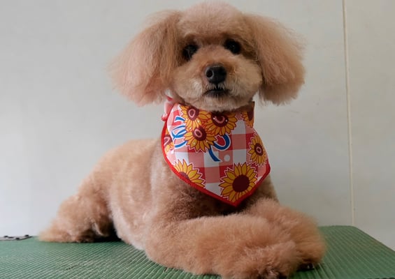 上小鶴チェリーちゃん