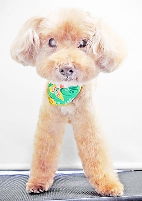 米澤ミントちゃん