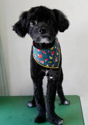 田リヨンちゃん