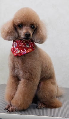 平松クーちゃん