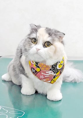 神田くーくーちゃん