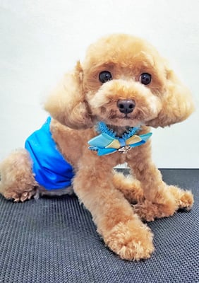 有馬カーリーちゃん