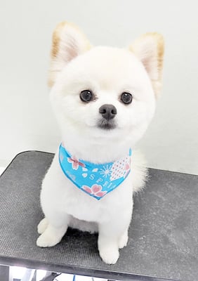 眞田ポポちゃん