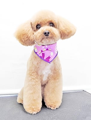 田淵マロンちゃん