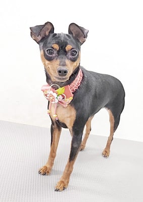 宮下フランちゃん