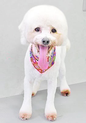 石元ポチャちゃん