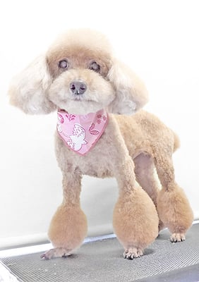 新山モモちゃん