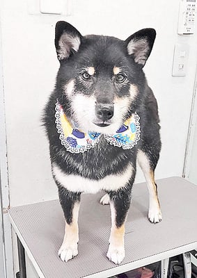 貴島ボタンちゃん