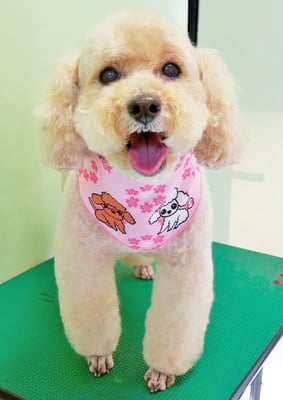 岩元アップちゃん