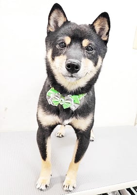 中野めらんちゃん