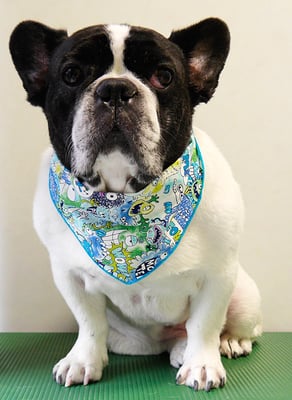 池田ゲンタちゃん