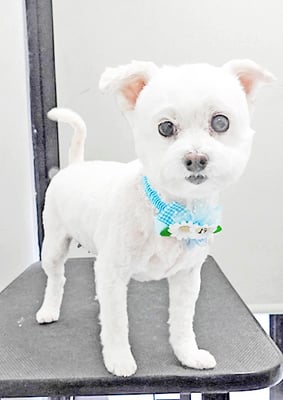 橋口リリィちゃん