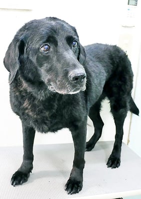 日渡モモコちゃん