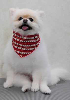 千葉チビちゃん