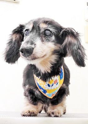 谷口チョコちゃん