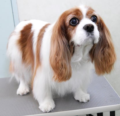 福留ジルちゃん