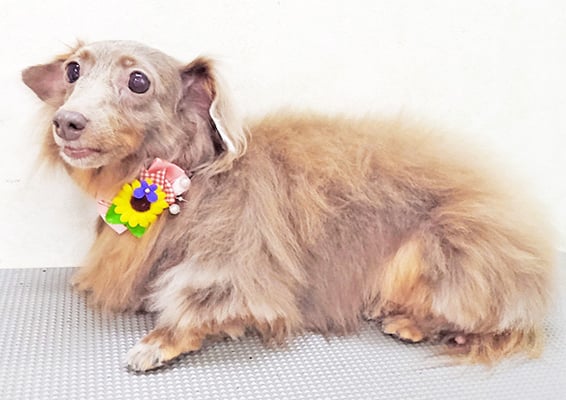 瀬戸口イザベラちゃん