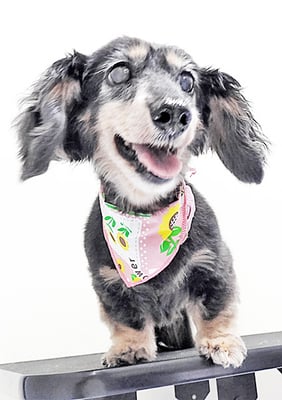 谷口チョコちゃん