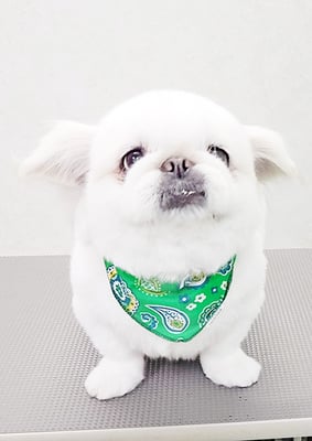 本多かずはちゃん