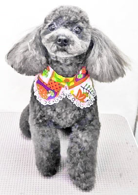 石田おはぎちゃん