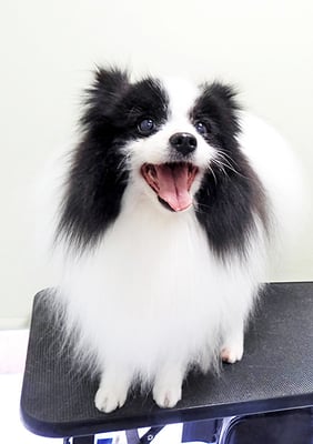 八木マリアンちゃん