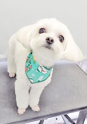 前原バニラちゃん