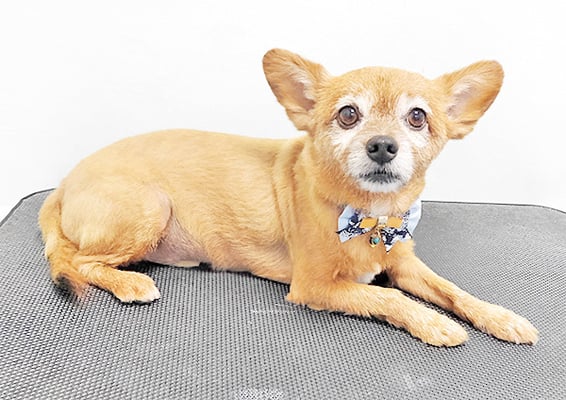 助村ルウちゃん