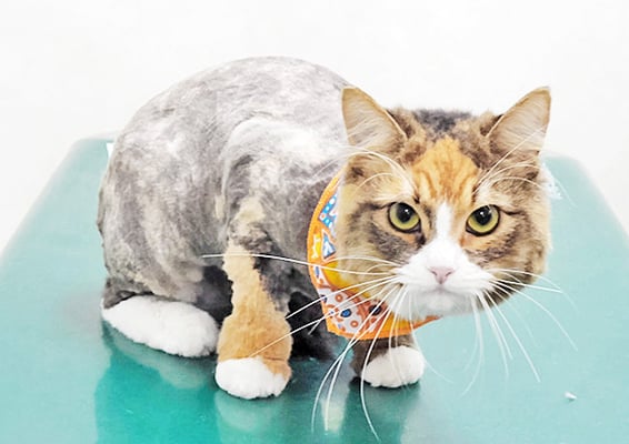 鮫島ゆずちゃん