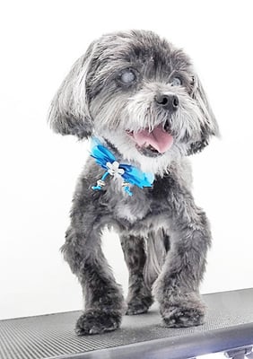 八郷ベンちゃん