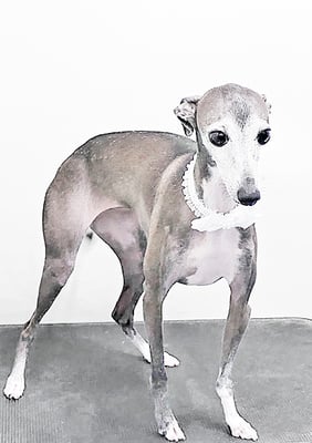 前田エレナちゃん