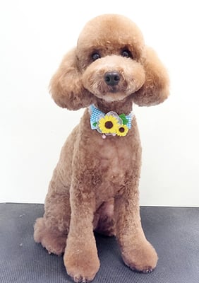 細田モカちゃん