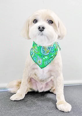 中村ももたろうちゃん